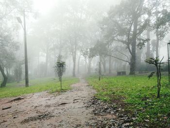 Narrow pathway along trees in forest during foggy weather