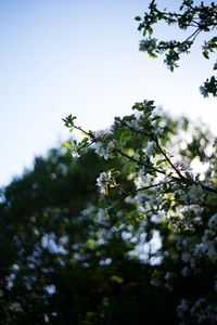 Low angle view of flowering plants against sky