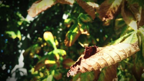 Close-up of insect on plant