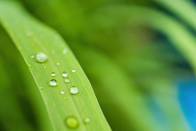 Close-up of raindrops on leaf