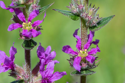 Close-up of bumblebee on pink flowering plant