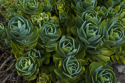 High angle view of cactus