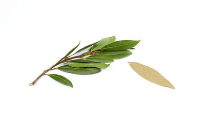 Close-up of fresh green leaves against white background