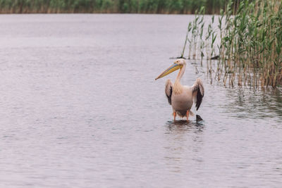 Duck swimming in lake