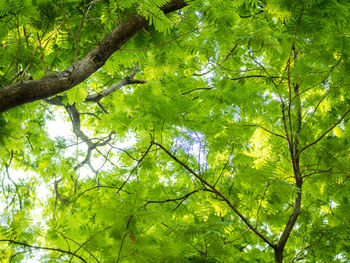 Low angle view of trees in forest