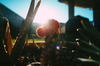 Close-up of cactus flower against sky
