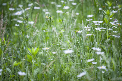 Full frame shot of flowering plants on field