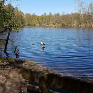 Ducks swimming in lake