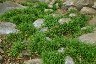 High angle view of plants and rocks on field