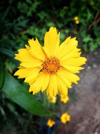 Close-up of raindrops on yellow flower