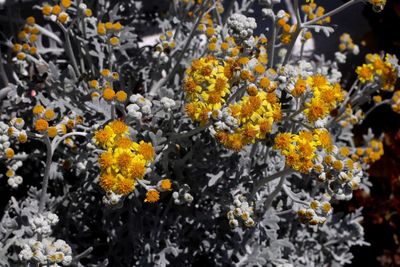 Close-up of yellow flowers blooming on tree