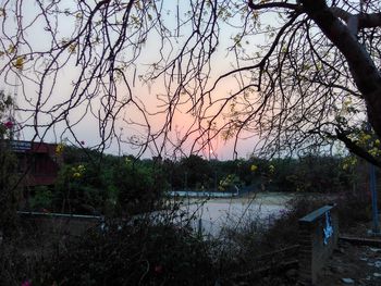 Scenic view of tree against sky during sunset