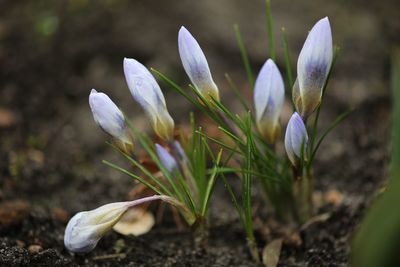 Close-up of crocus against blurred background