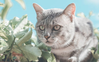 The cat on car looking for prey