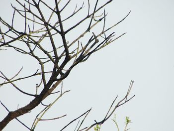 Low angle view of silhouette bare tree against clear sky