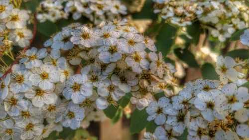 Close-up of white flowers