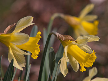 Close-up of yellow flowering plant