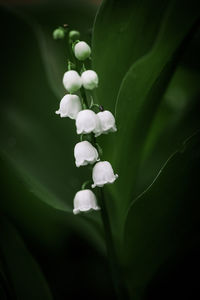 Close-up of white flowers