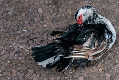 High angle view of duck on field