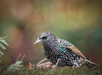 Close-up of bird perching outdoors