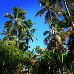 Low angle view of palm trees against clear sky