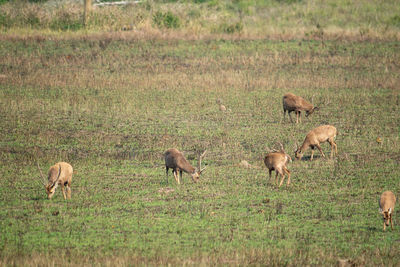 Natural deer in thung kramang wildlife sanctuary, chaiyaphum province, thailand