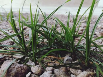 Close-up of grass on field