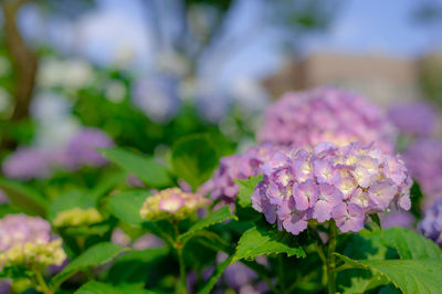 Close-up of pink flowering plant