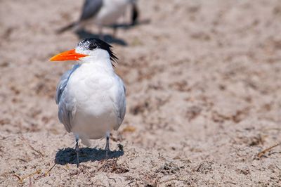 Close-up of bird on land