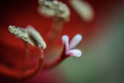 Close-up of red rose flower bud