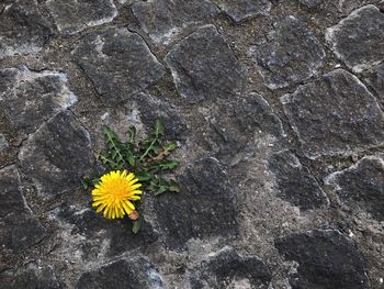 High angle view of yellow flowering plant on rock