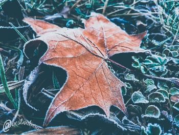 Close-up of dry maple leaves on plant