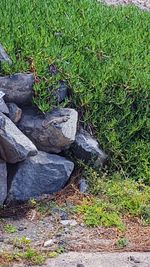 High angle view of rocks on field