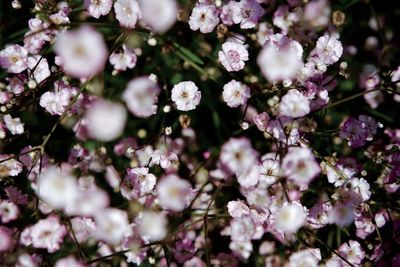 Close-up of white flowers