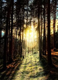Trees against sky at sunset