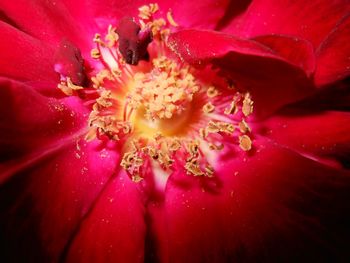 Full frame shot of fresh flower