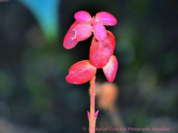 Close-up of pink flowers blooming outdoors