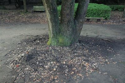 High angle view of tree