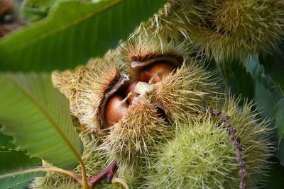 Close-up of crab on plant