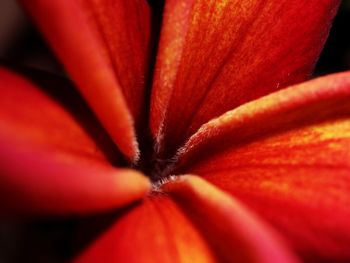 Extreme close-up of red flower