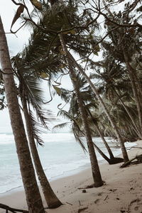 Close-up of palm tree on beach