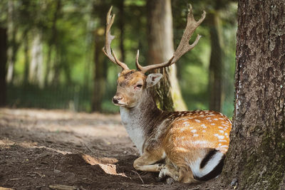 Close-up of deer