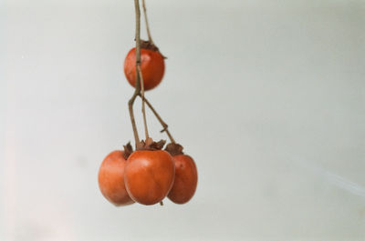Close-up of cherries hanging against white background