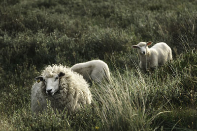 Northern white sheep and its lambs, grazing through marram grass on sylt island, germany. 