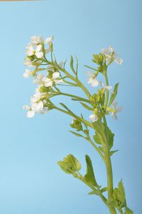 Low angle view of flowering plant against clear blue sky