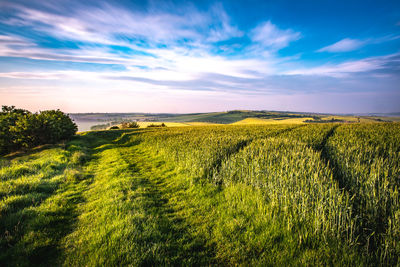 Scenic view of field against sky