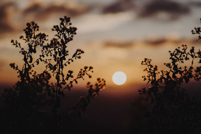 Close-up of silhouette tree against sky at sunset