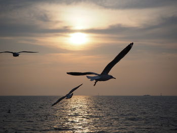 Seagull flying over sea against sky during sunset