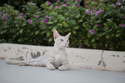 Portrait of a cat looking away