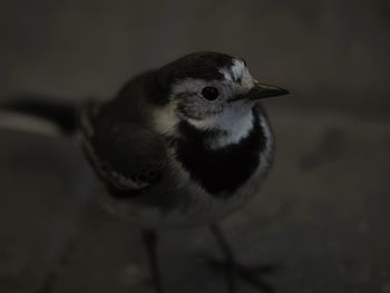 Close-up of bird perching